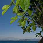 Fig Tree