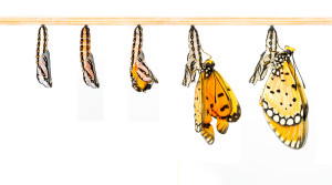 Mature Cocoon Transform To Tawny Coster Butterfly