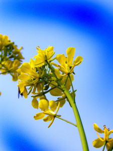 Mustard flowers from my farm in Indian village.